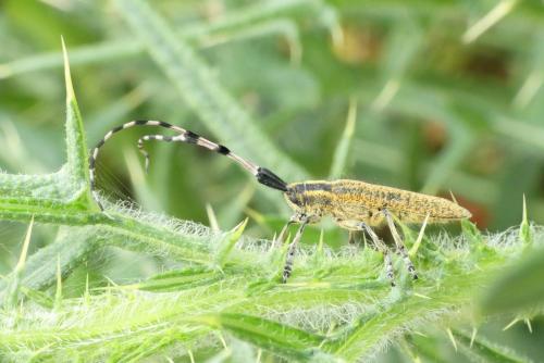 Réf. 260 903 : Agapanthia dahli